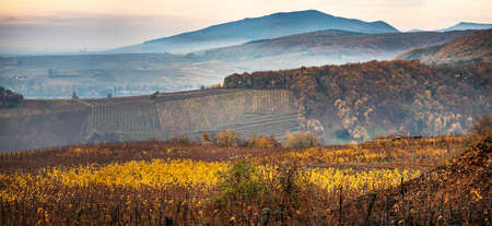 Orange red rust colored vineyards in Alsace. Autumn landscape after harvest. France.の写真素材