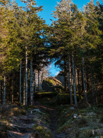 Bright autumn colors in the Vosges mountains. Alsace. The multicolored leaves look bright in the sun. Purity and beauty of nature.の写真素材