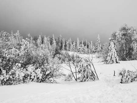 Snow-covered fields high in the mountains. Sparse spruces covered with snow and thick fog.の写真素材