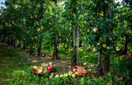 We collect apples. Basket of ripe fruits on an apple plantation. Franceの写真素材