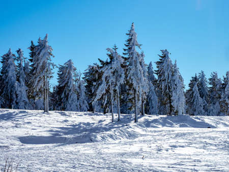 Huge Christmas trees under a thick layer of snow against a clear blue sky. Sunny day in the mountains.の写真素材