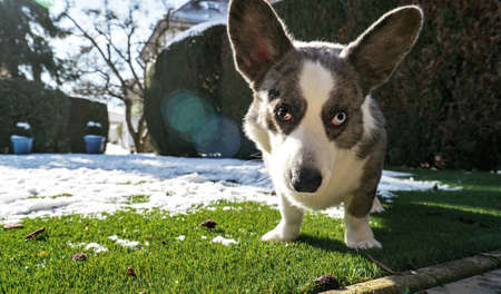 Dog breed Welsh Corgi Cardigan plays on the spring melted snowの写真素材