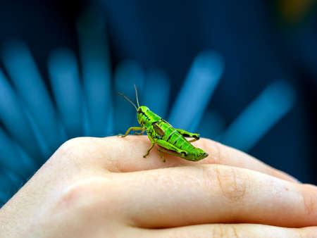 A large green grasshopper, locust, sits on a child's hand. Daylight