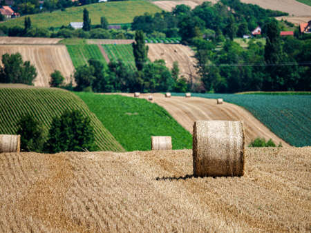 Cylinder-shaped hay bales in the fields of Alsace. France