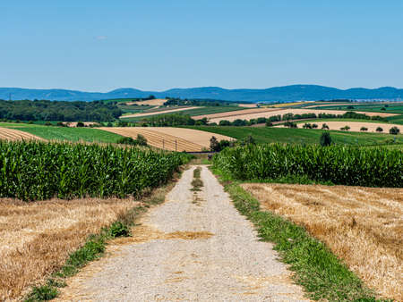 Cylinder-shaped hay bales in the fields of Alsace. Franceの写真素材