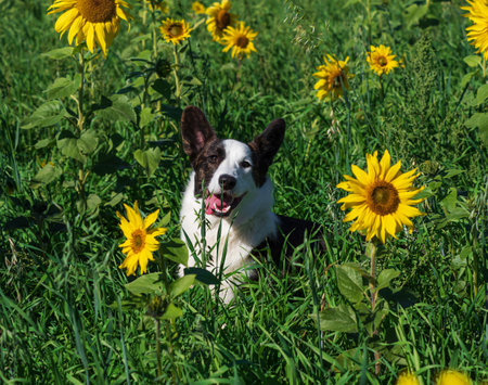 Portrait of a corgi dog playing in a field of yellow sunflowers in the bright sunの写真素材