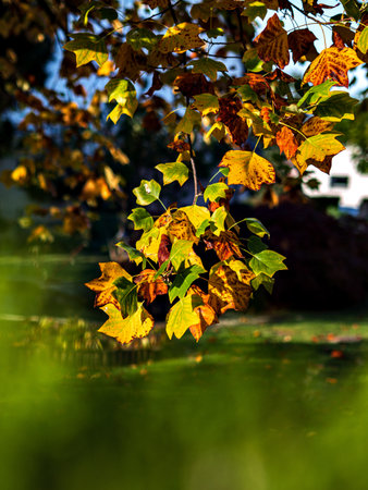 Multi-colored foliage of autumn plane tree in the park near a cozy house. Strasbourg