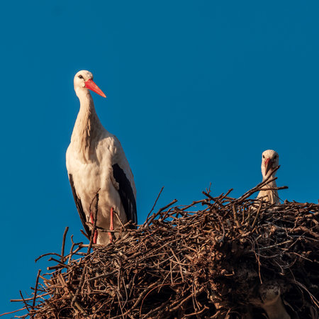 Storks are sitting in a newly made nest. Early spring. Strasbourg. France. Nature awakens to new...