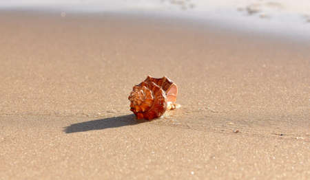 Seashell