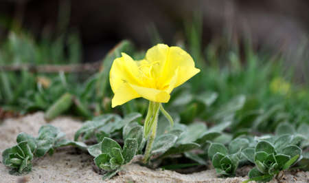 Yellow Beach Primroseの写真素材