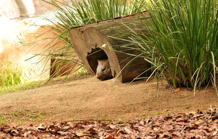 Wombatの写真素材