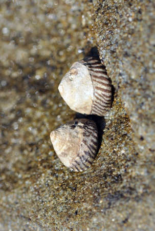 Pair of sea snailsの写真素材