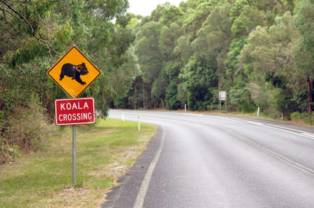 Koala Crossingの写真素材