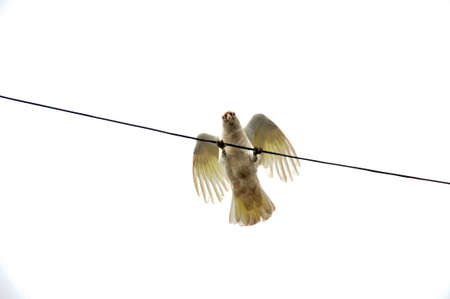 Little corellla on a power lineの写真素材