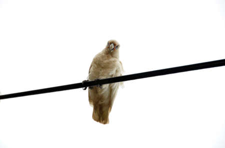 Little corellla on a power lineの写真素材