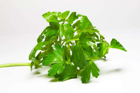 parsley on a light backgroundsの写真素材