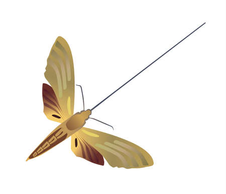 butterfly on a white background gold , brown colorの写真素材