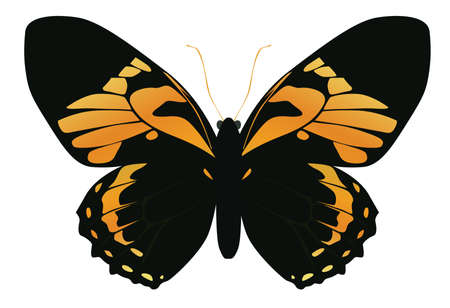 butterfly on a white background yellow, orange colorのイラスト素材