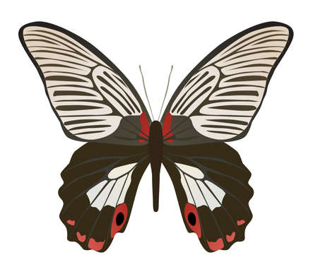 butterfly on a white background brown colorのイラスト素材