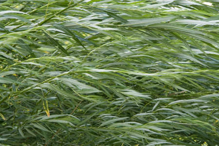 Weeping Willow detail in garden green color leavesの写真素材