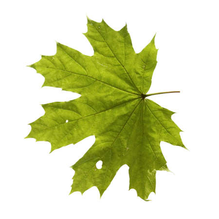 lightgreen maple leaf isolated on a white background
