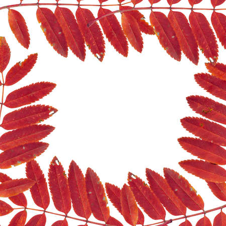 frame from leaves and mountain ash on white backgroundの写真素材