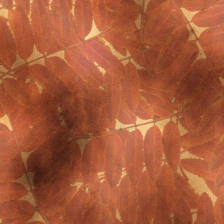 burnt paper background with red leaves of mountain ashの写真素材