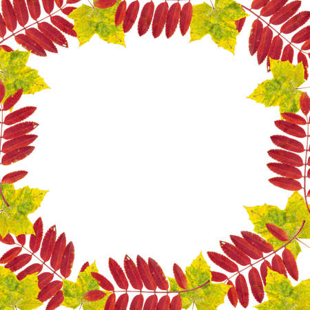 Maple and mountain ash leaf frame on whiteの写真素材