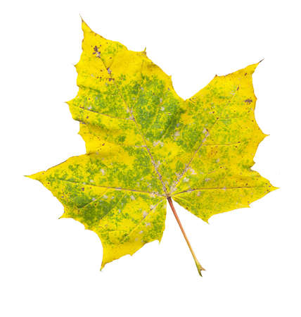 autumn maple-leaf green yellow color isolated on a white backgroundの写真素材