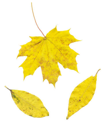 maple yellow leaves isolated on white backgroundの写真素材