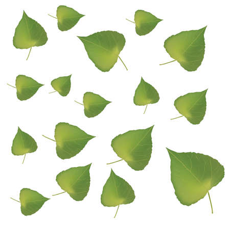 Fresh green leafs texture on white backgroundのイラスト素材