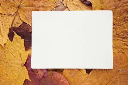 Frame from autumn leaves and place for textの写真素材