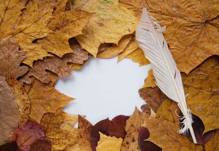 Frame from autumn leaves and goose quill
の写真素材