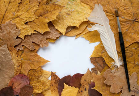 Frame from autumn leaves and goose quill,  black brushの写真素材