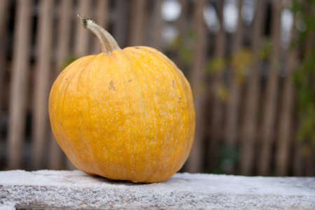 Orange fresh pumpkin in white snow outdoorの写真素材