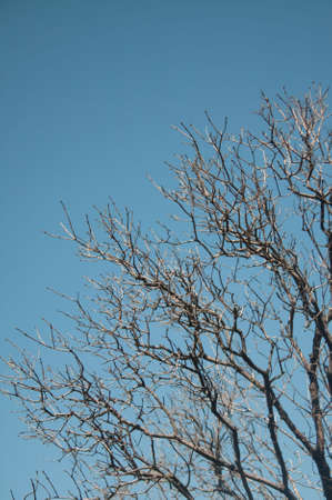 dry maple tree over blue sky background