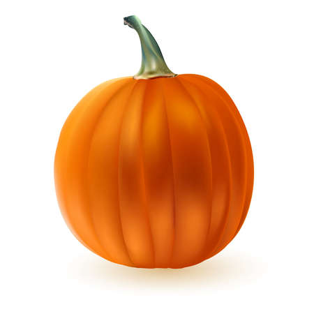 Ripe Pumpkin isolated on white. vector illustrationのイラスト素材