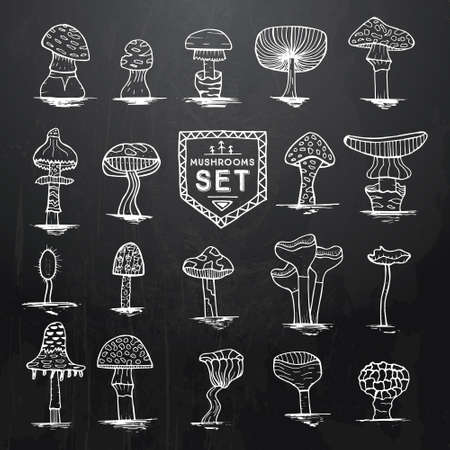 Hand drawn mushrooms set on black chalkboard with wooden texture. Vector illustration. Design elements. Doodle sketch illustration in black and white color.のイラスト素材