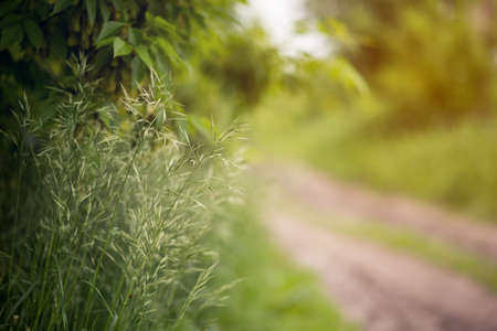 Close up of fresh cereals thick grass on green background.の写真素材