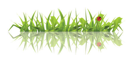 Spring Green Grass with Ladybug Isolated on White Background. Vector Illustration.のイラスト素材