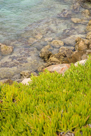 Green Grass Growing on Shore of Mediterranean Sea. Rocks on Background.の写真素材