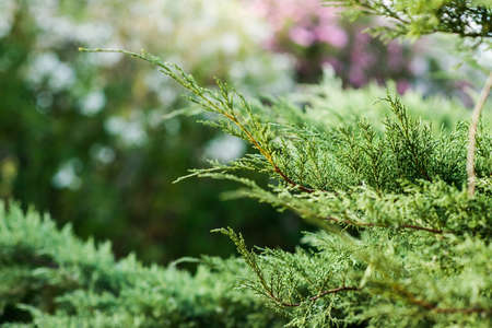 Juniper Branch. Close up View with Blurred Background. Juniper Tree Texture Background. Evergreen...