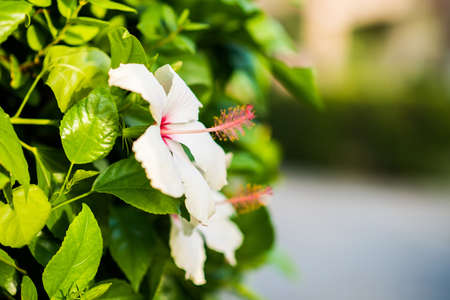 Blooming Mediterranean White Flower. Close up View. Blurred Background of Bright Green Color.の写真素材