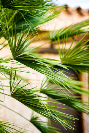 Green Tropical Palm Leaves. Floral Background.の写真素材
