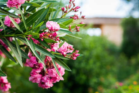 Oleander Flowers on Green Blurred Background. Tropical Garden.の写真素材