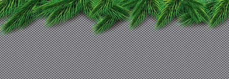 Fir Branch on Transparent Background. Vector Illustration. Pine Sprigs on Above.のイラスト素材