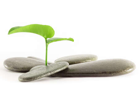 sprout with stones on white backgroundの写真素材