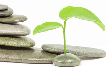 sprout with stones on white backgroundの写真素材