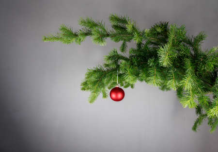 Red Christmas ball on a spruce branch. Gray background.の写真素材