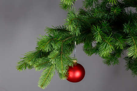 Red Christmas ball on a spruce branch. Gray background.の写真素材